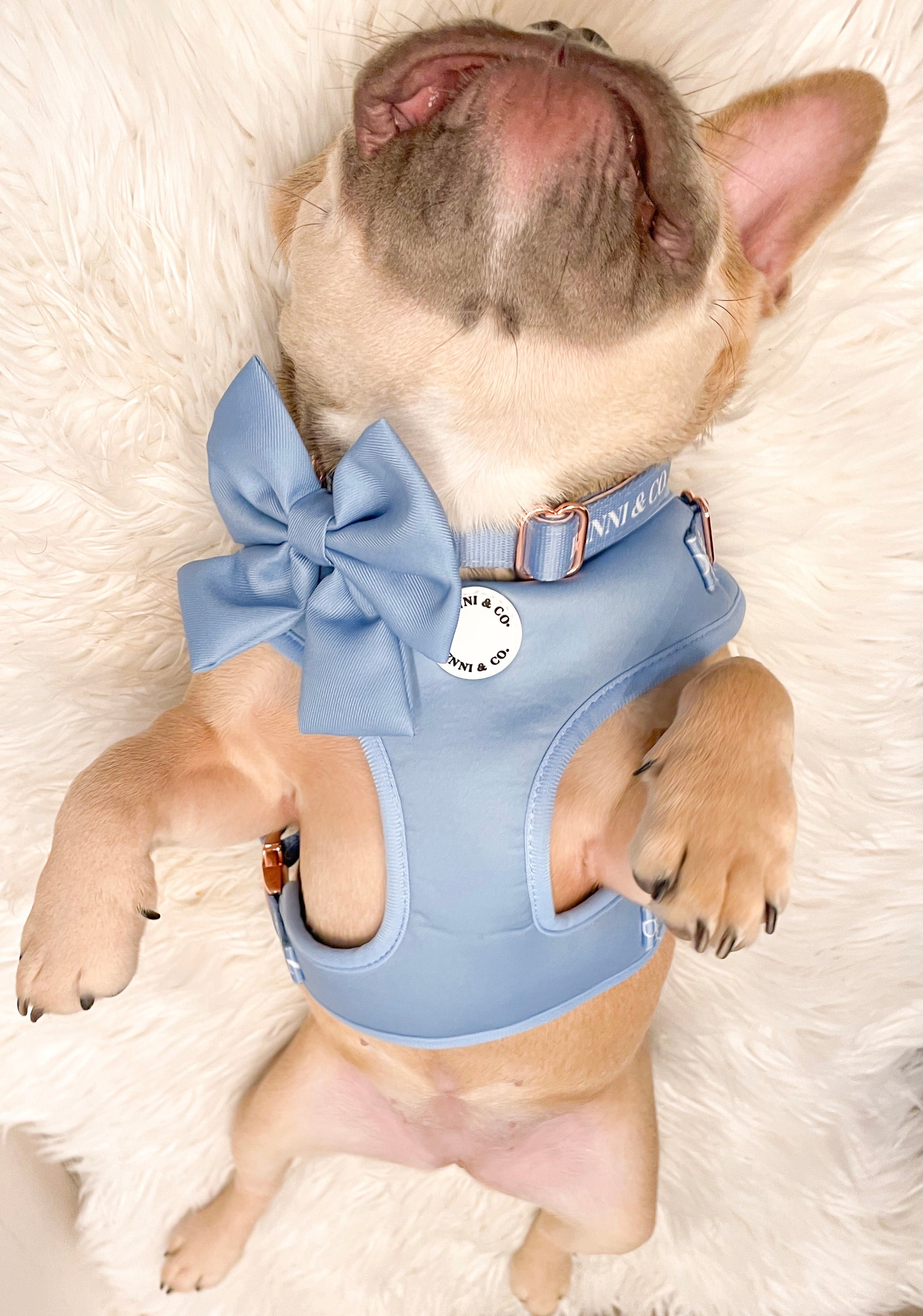 A vibrant sapphire blue bowtie for pets, featuring a Velcro strap for easy attachment to collars, perfect for stylish outings.